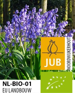 Hyacinthoides hispanica excelsior.jpg